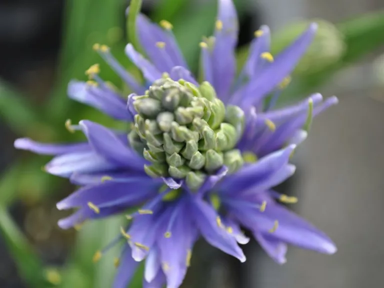 Camassia leichtlinii 'Caerulea'