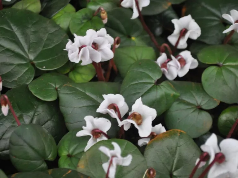 Cyclamen coum