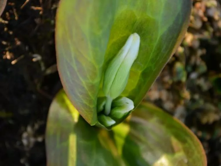 Erythronium hybride 'Pagode' (10 stuks)
