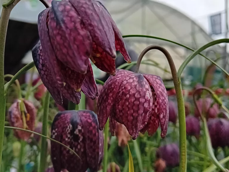 Fritillaria meleagris (50 stuks)