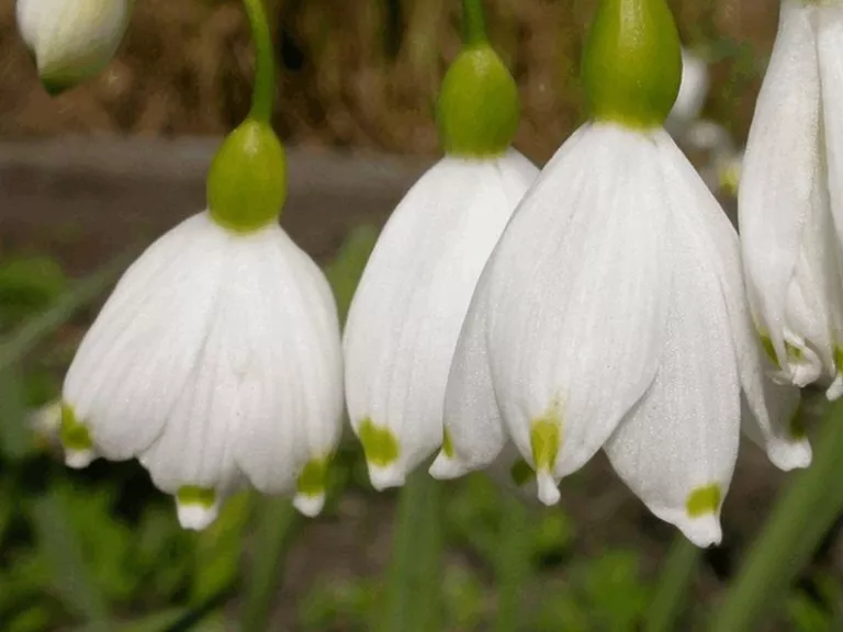 Leucojum aestivum (10 stuks)