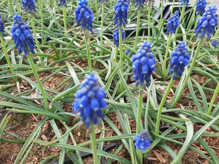 Muscari armeniacum (50 stuks)