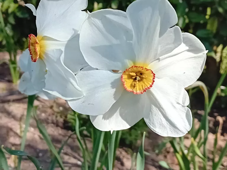 Narcissus poeticus recurvus