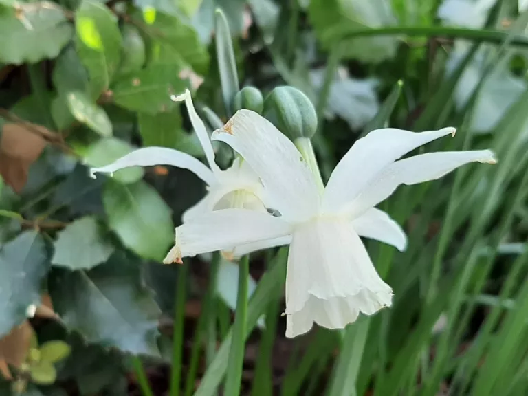 Narcissus triandrus 'Thalia'