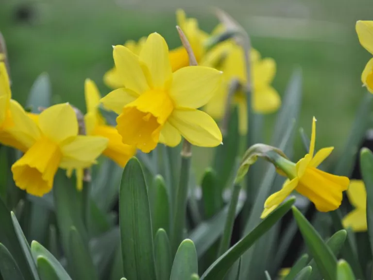 Narcis 'Tête à Tête' P9