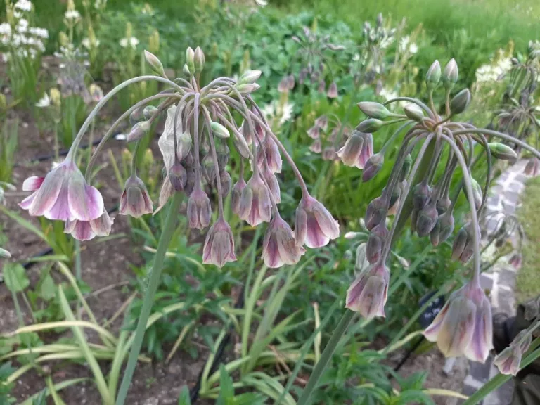 Nectaroscordum siculum ssp bulgaricum (10 stuks)