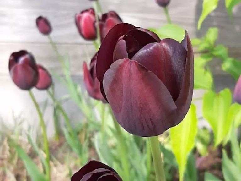 Tulipa single late 'Queen of Night'