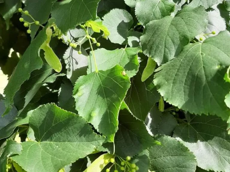 Tilia cordata HT