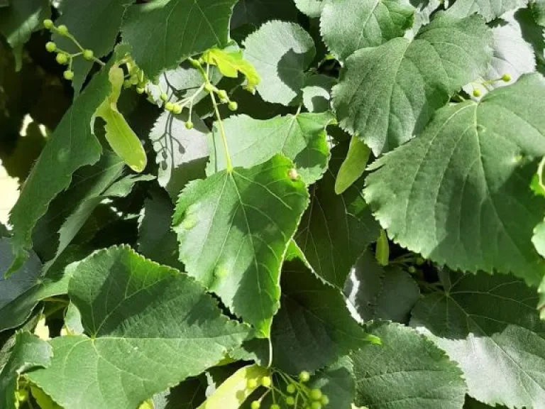 Tilia cordata HT