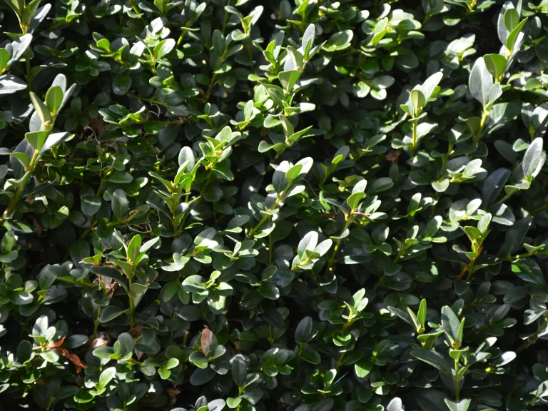 Buxus sempervirens