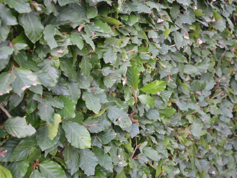 Fagus sylvatica