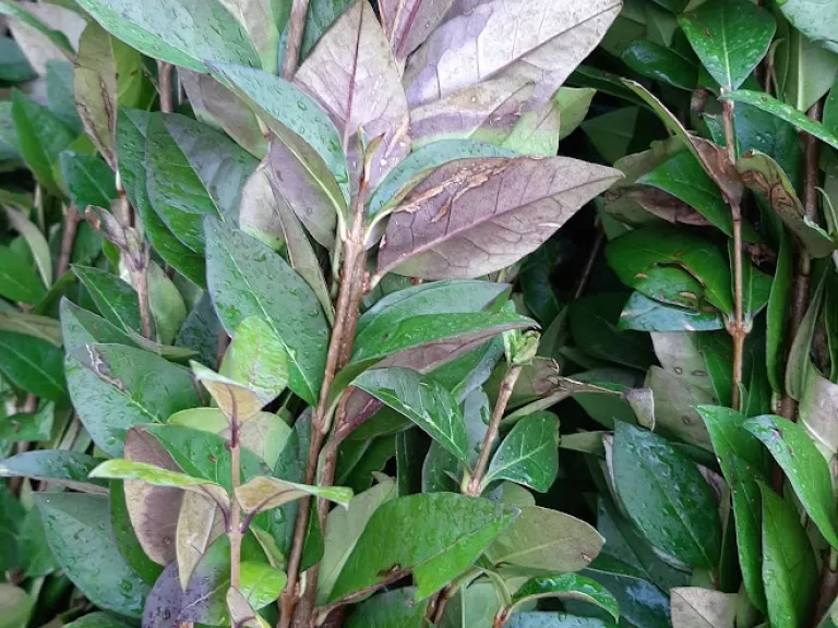 Ligustrum ovalifolium