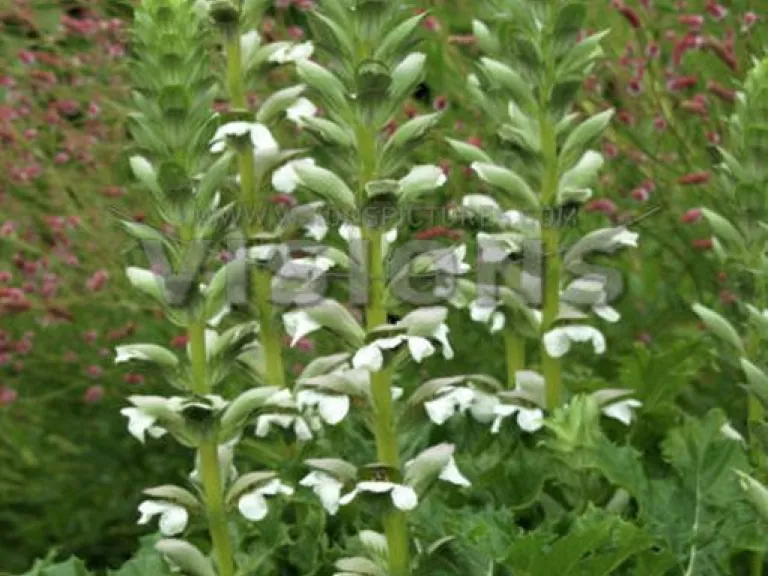 Acanthus mollis 'Jeff Albus'