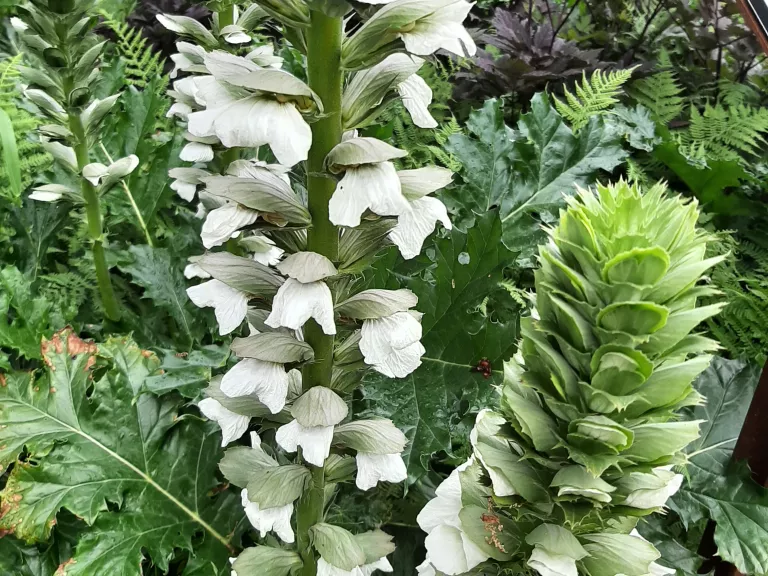 Acanthus mollis 'Rue Ledan'
