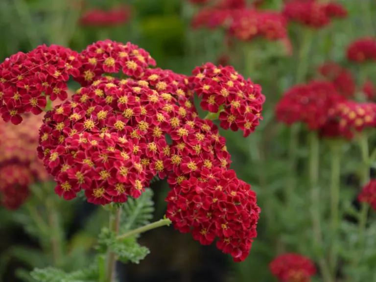 Achillea hybride 'Pomegranate' ®