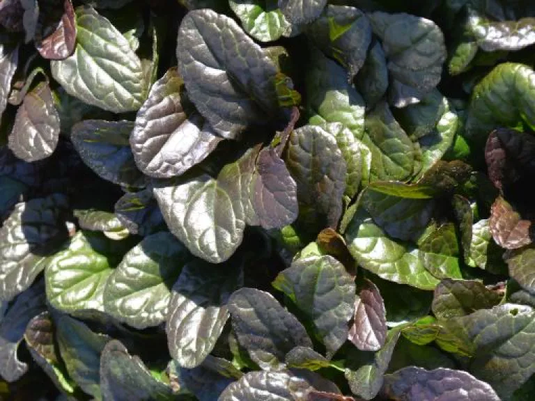 Ajuga reptans 'Mini Mahogany'