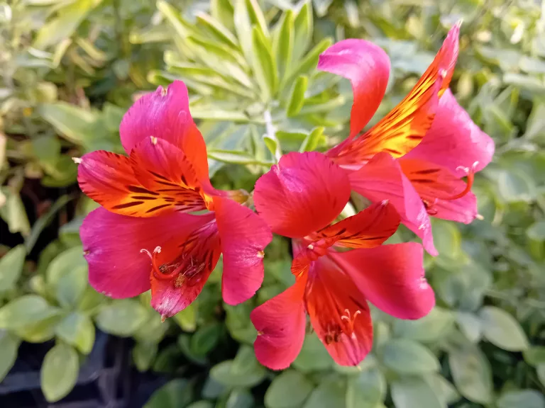 Alstroemeria 'Mars'