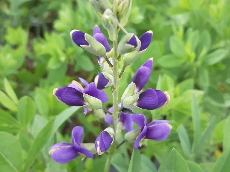 Baptisia australis 'Blueberry Sunday' (PBR)