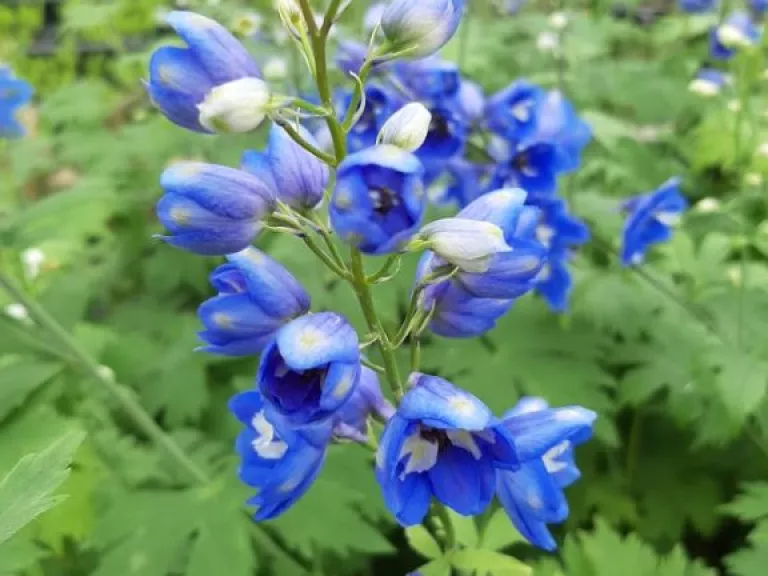 Delphinium pacific 'Blue Bird'