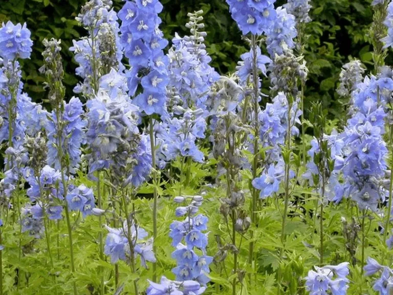 Delphinium pacific 'Summer Skies'