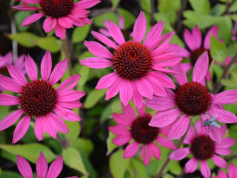Echinacea purpurea 'Little Magnus' (PBR)