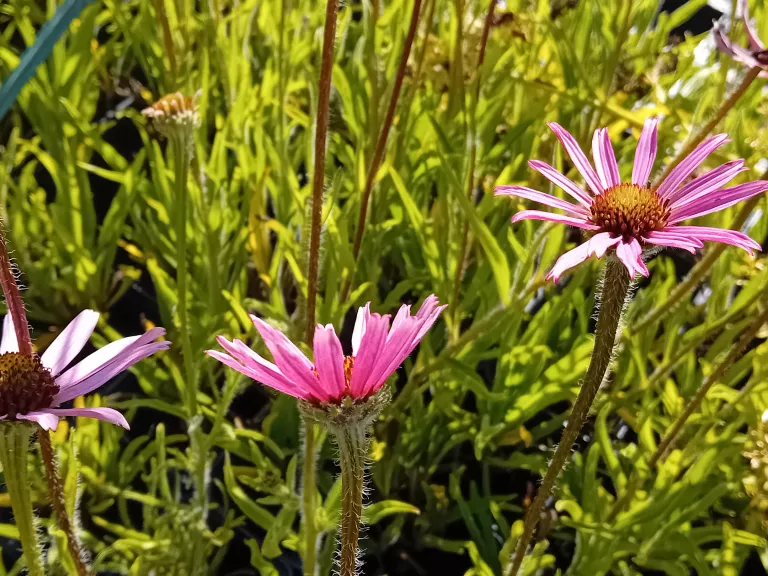 Echinacea tennesseensis 'Rocky Top Hybrids'