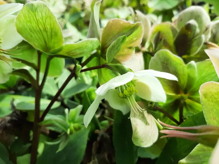 Helleborus nigercors 'Anna's Red' ®
