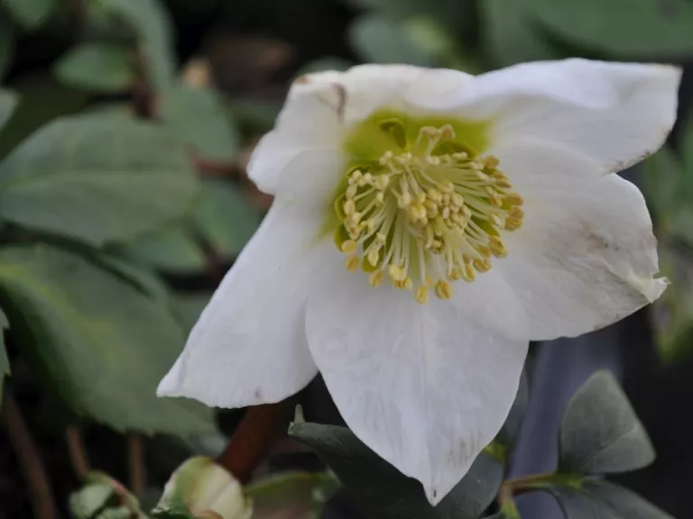 Helleborus niger 'Praecox'
