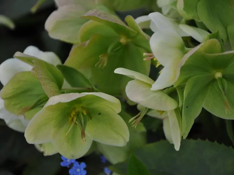 Helleborus nigercors 'Snow Love'(PBR) 
