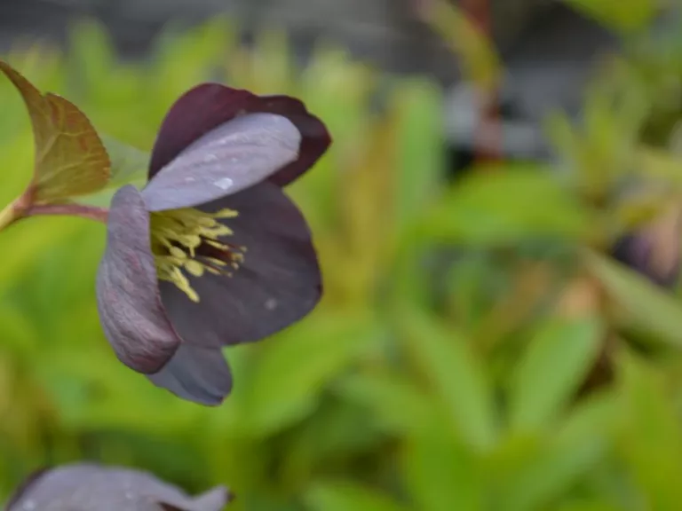Helleborus orientalis 'Black'