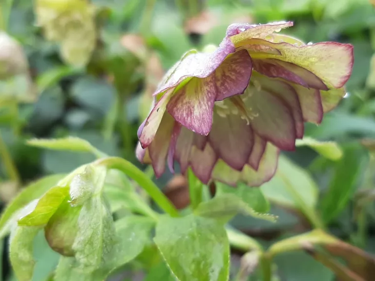 Helleborus orientalis 'Double Ellen Green'