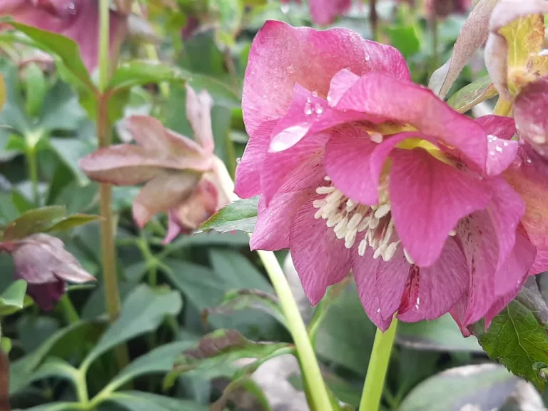Helleborus orientalis 'Double Ellen Pink'