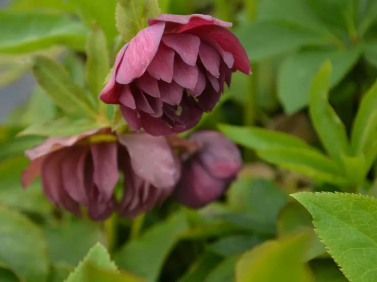 Helleborus orientalis 'Double Ellen Red'
