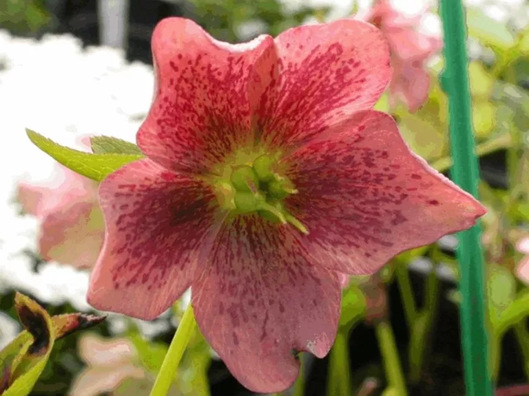Helleborus orientalis 'Pretty Ellen Pink'