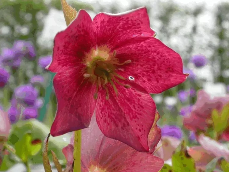 Helleborus orientalis 'Pretty Ellen Red'