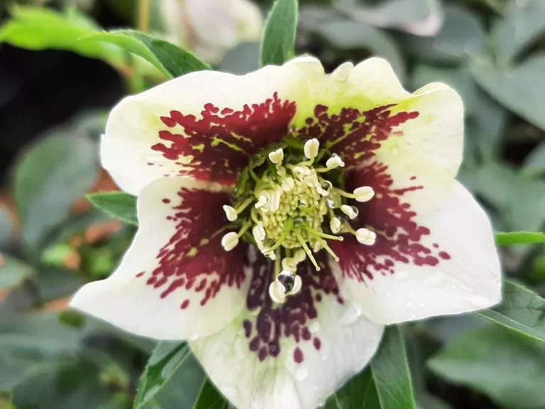 Helleborus orientalis 'Pretty Ellen White Spotted'