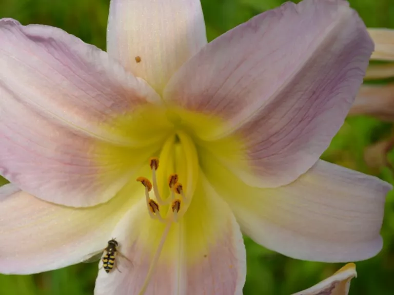 Hemerocallis hybride 'Catherine Woodbury'