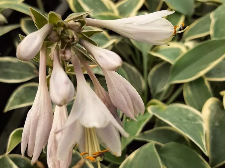 Hosta hybride 'El Niño' (PBR)