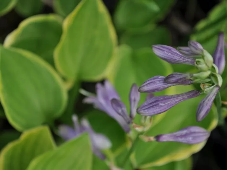 Hosta hybride 'Golden Tiara'