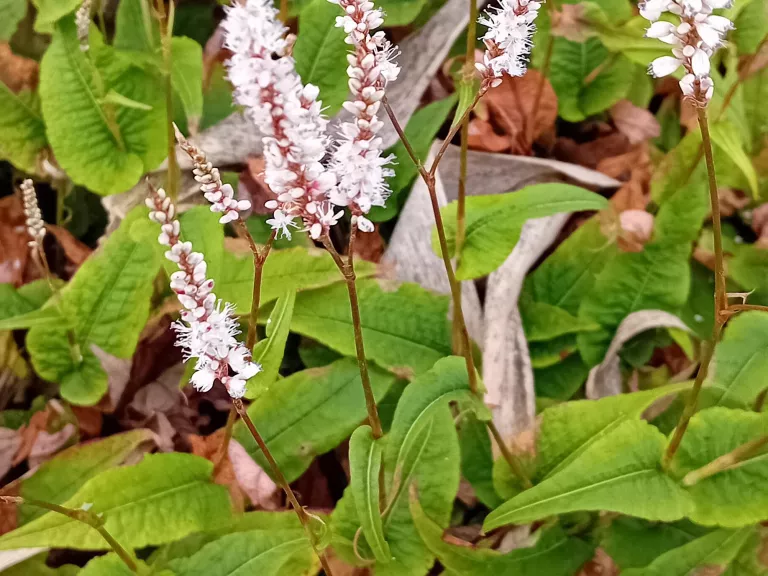 Persicaria amplexicaulis 'Alba Junior' ®
