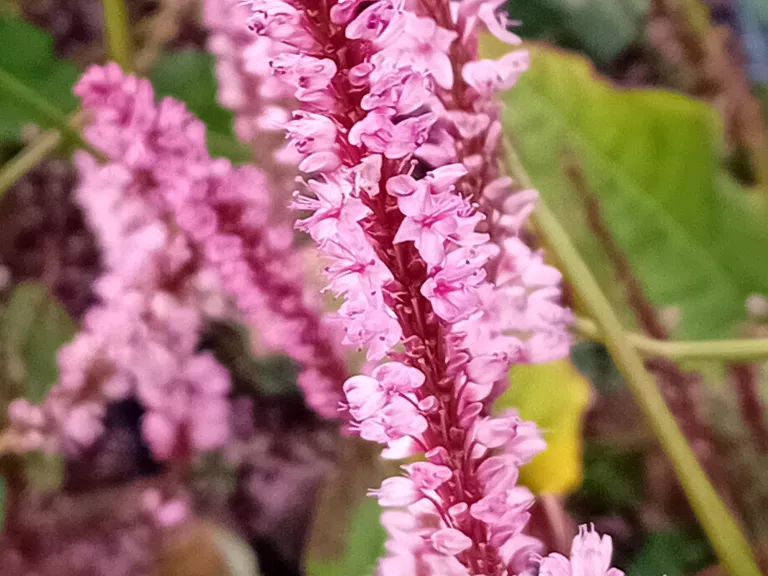 Persicaria amplexicaulis 'Fine Pink'