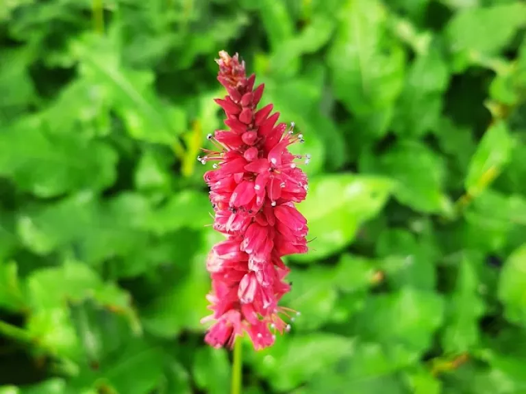 Persicaria amplexicaulis 'J.S. Calor' (PBR)