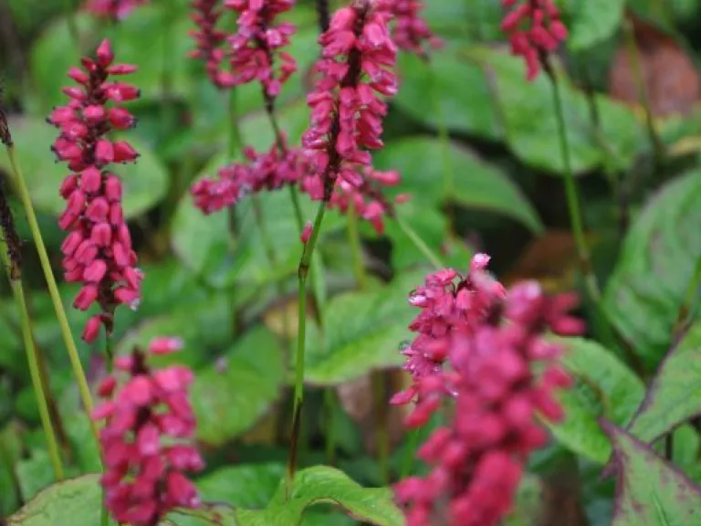 Persicaria amplexicaulis 'J.S. Caliente' (PBR)