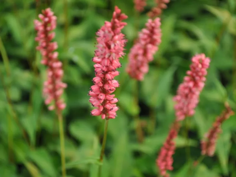 Persicaria amplexicaulis 'Orangofield' ® (syn. 'Orange Field')