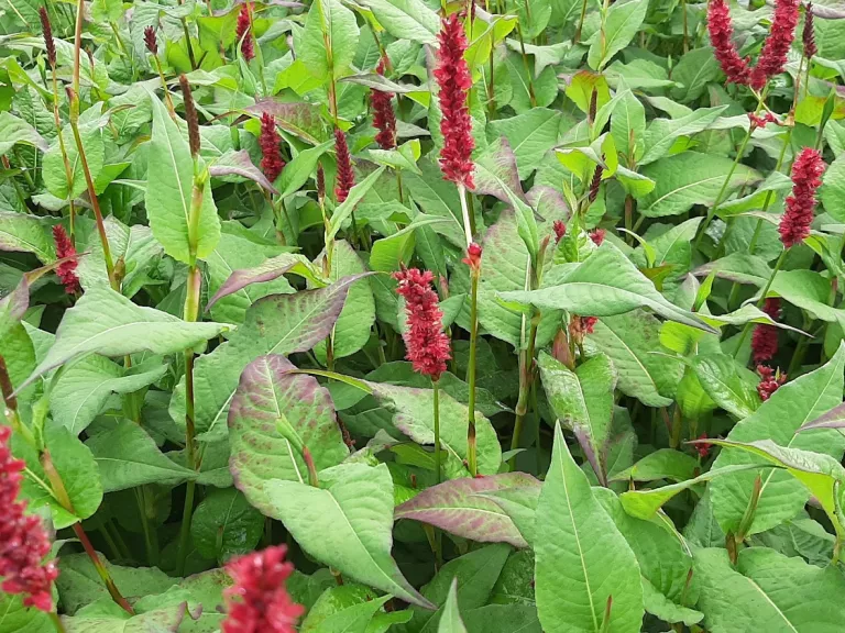 Persicaria amplexicaulis 'Vesuvius' ®