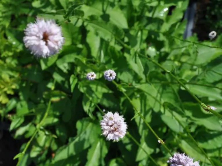 Persicaria bistorta 'Superba'