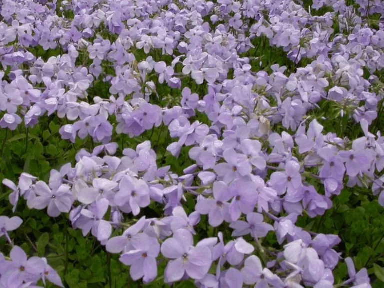 Phlox stolonifera 'Blue Ridge' | Kwekerij De Boever