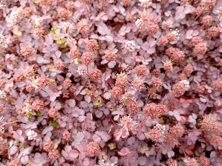 Acaena inermis 'Purpurea'