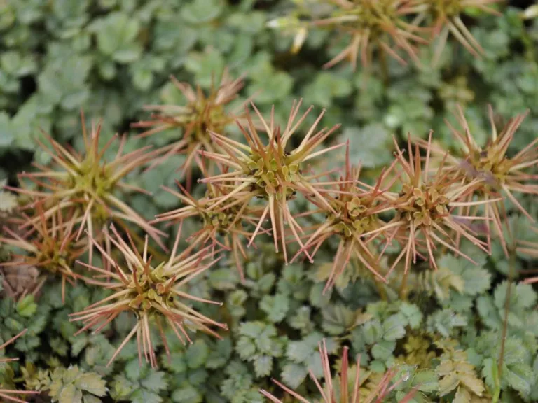 Acaena magellanica (glaucophylla)