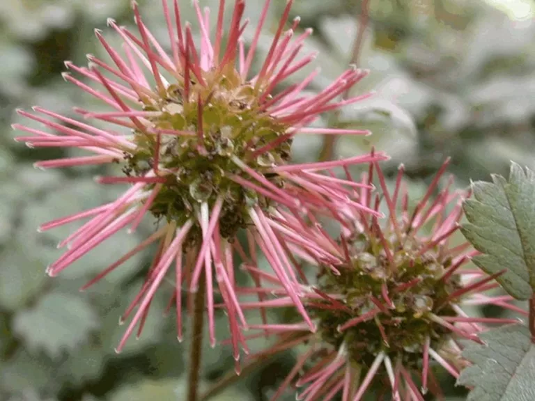 Acaena microphylla